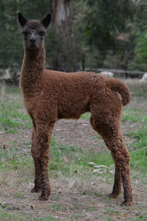 Photo of OTWAY ORCHARD DEJA VU's fleece