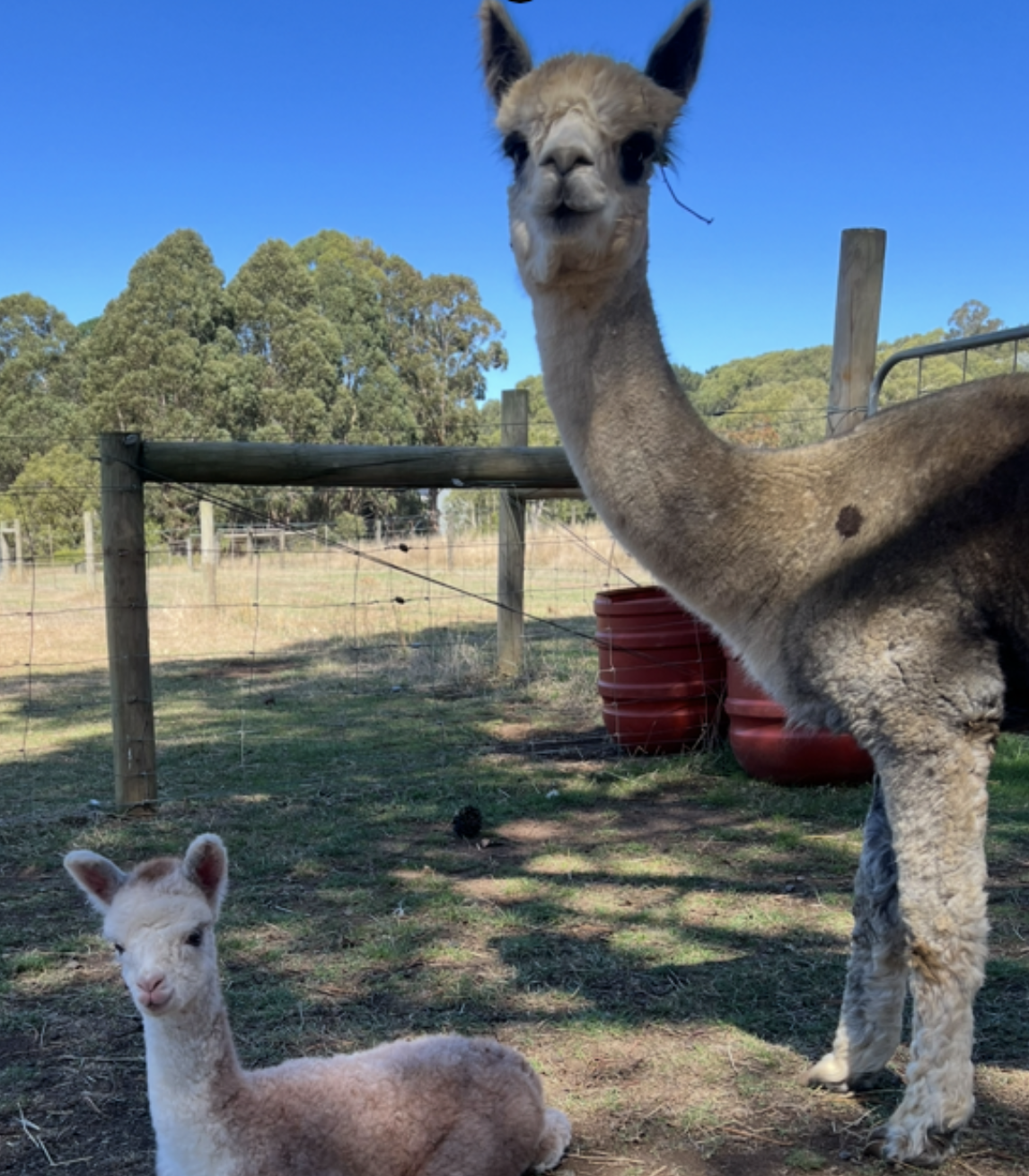 Photo of GREENWOOD ISSY's fleece