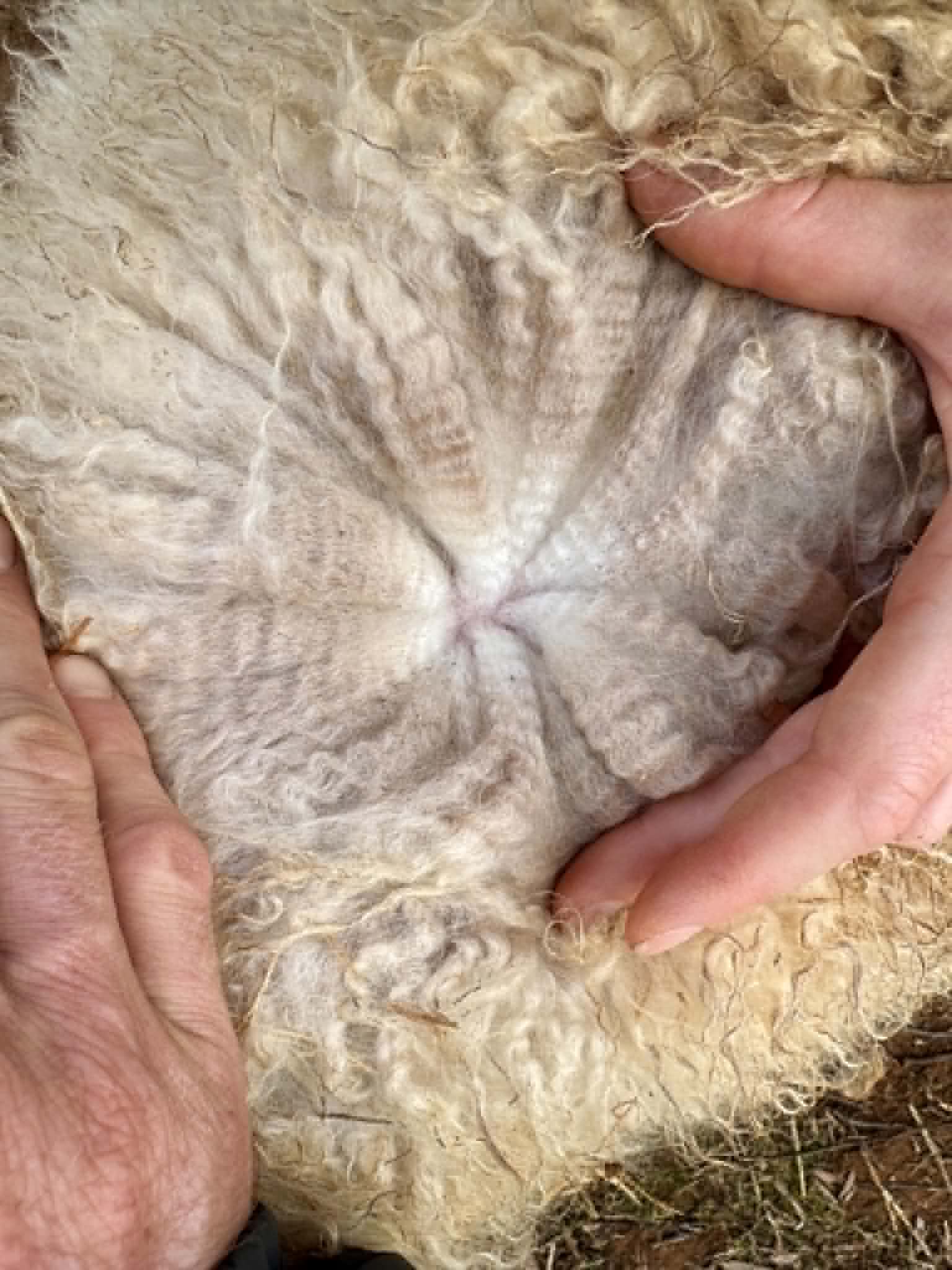 BLACK MAGIC SUGAR's fleece