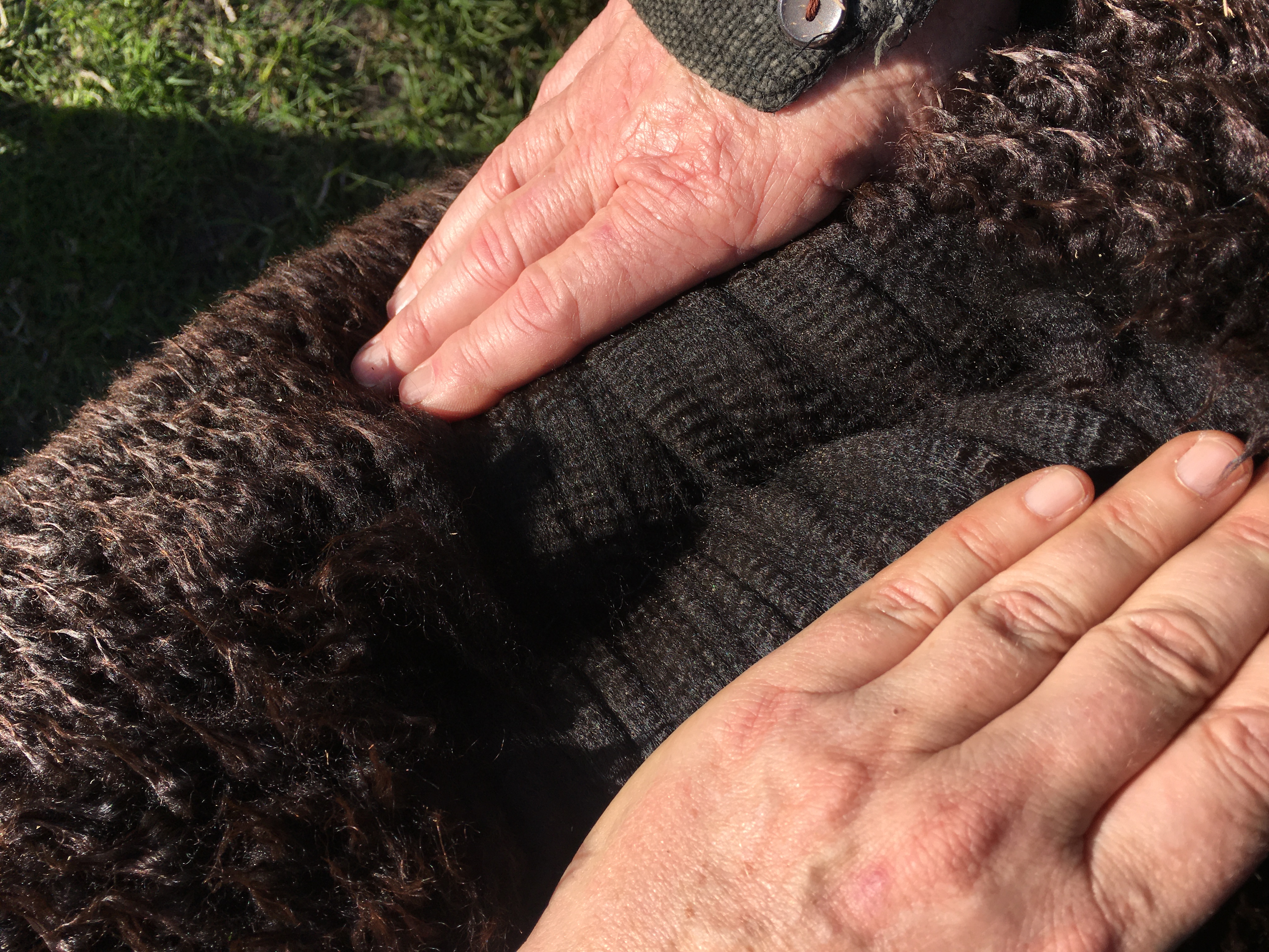 Photo of HAYLILLA SHERIFF's fleece