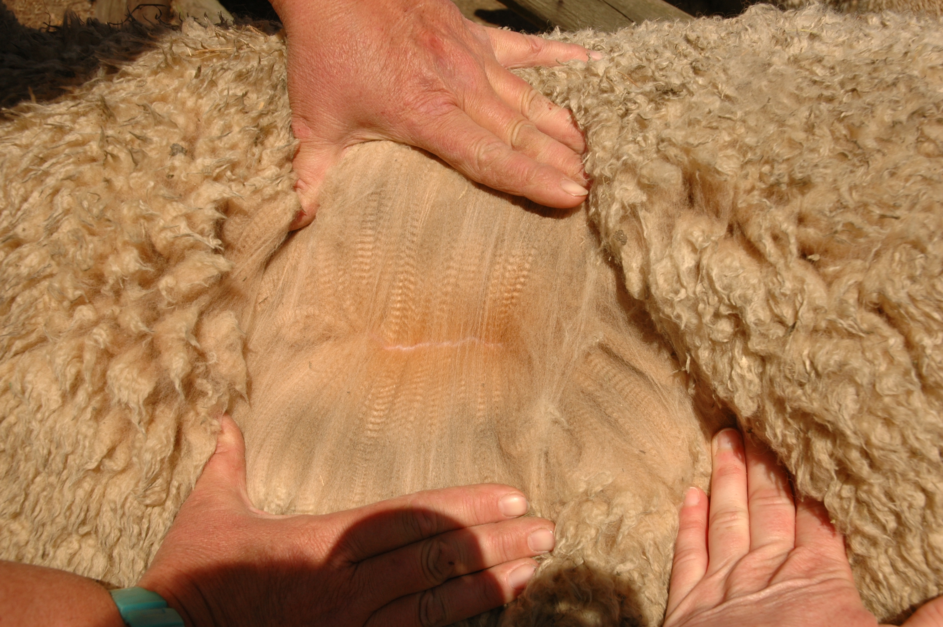 Photo of YARINGA MESSENGER ET's fleece