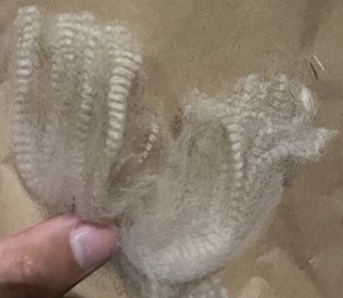 Photo of THERIDION CHIAMERA's fleece