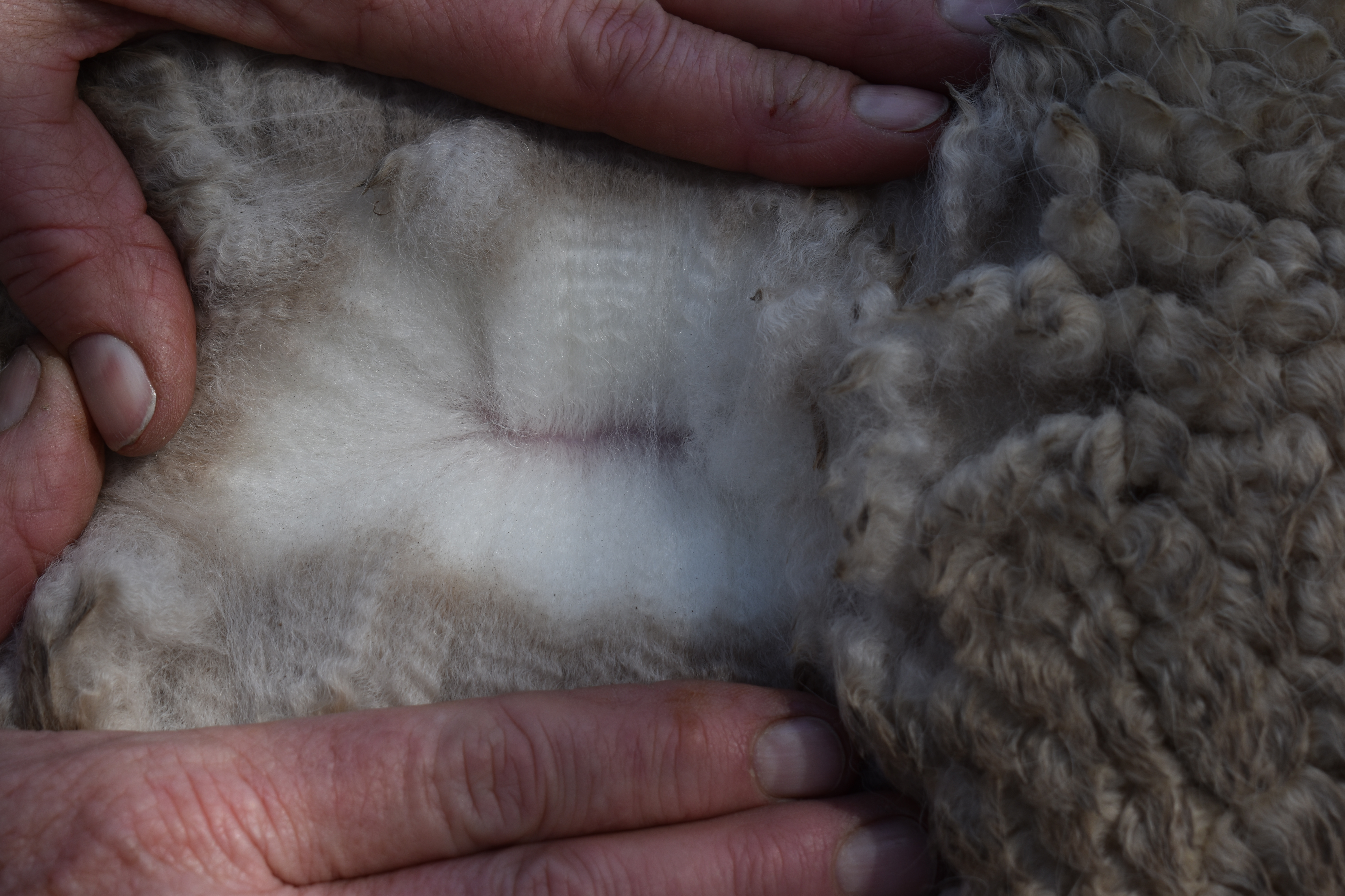 Photo of ALPHA CENTAURI STAR MAGNOLIA's fleece
