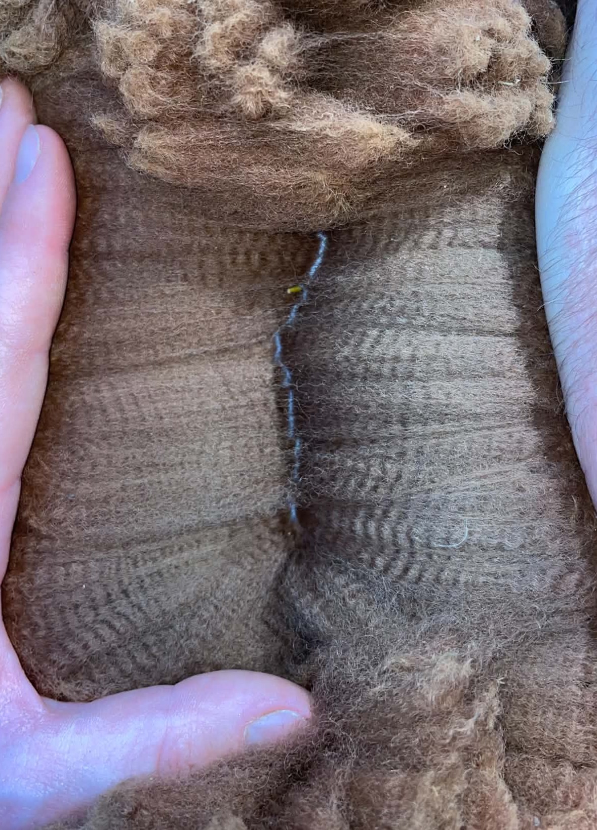 LOFTY RIDGE BAILEY's fleece