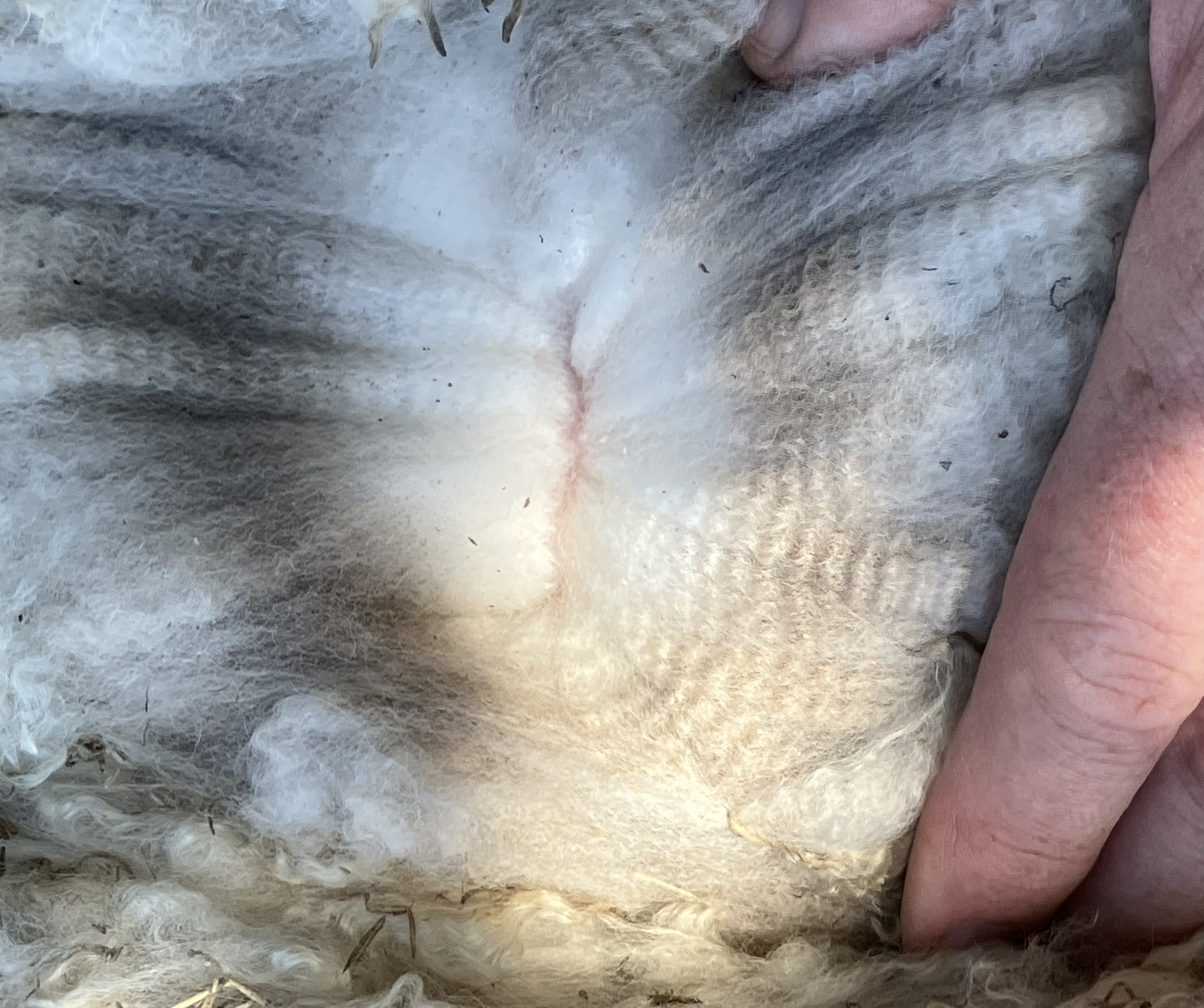 Photo of ADORE AMPHORA's fleece