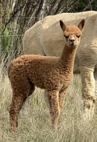 Photo of YENAMINUT MOON LIGHT's fleece