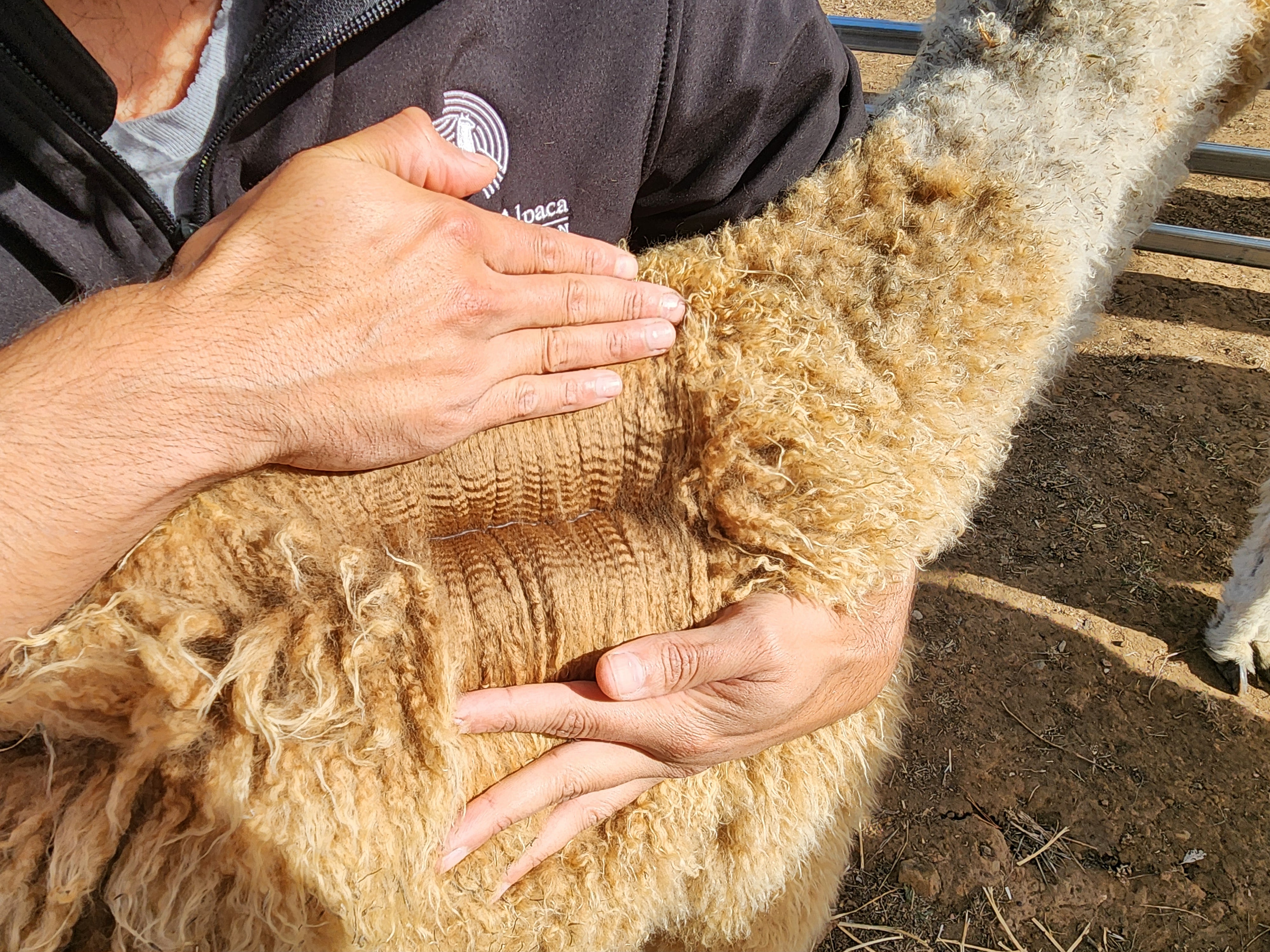 Photo of THERIDION DK STARDOM's fleece