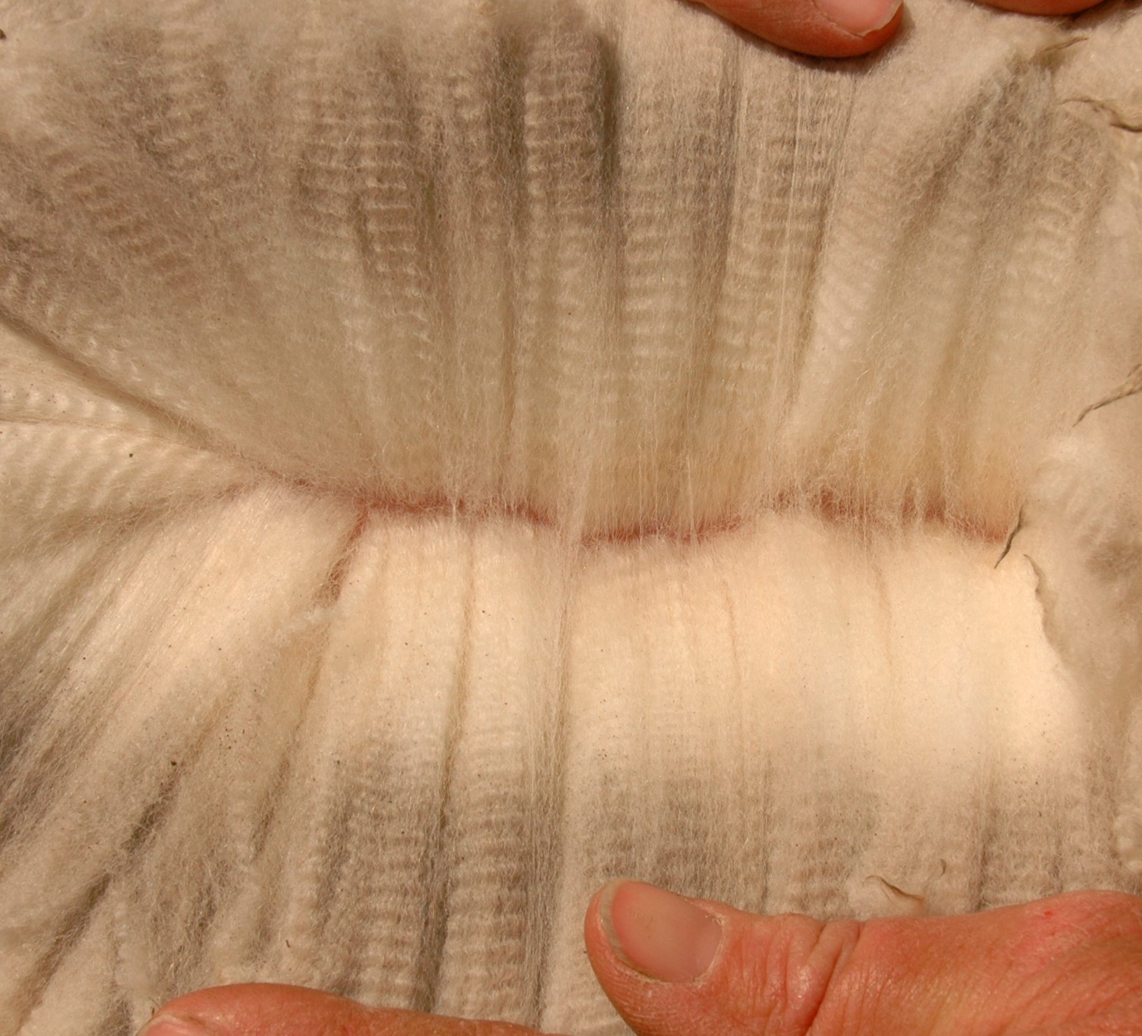 Photo of ANDACHE OPULENT's fleece