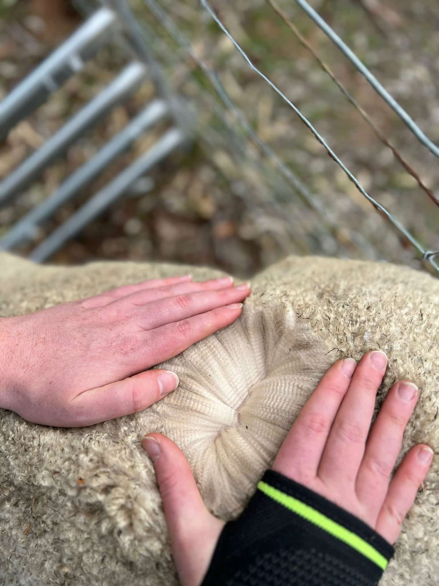 Photo of THERIDION AUTUMN BLAZE's fleece