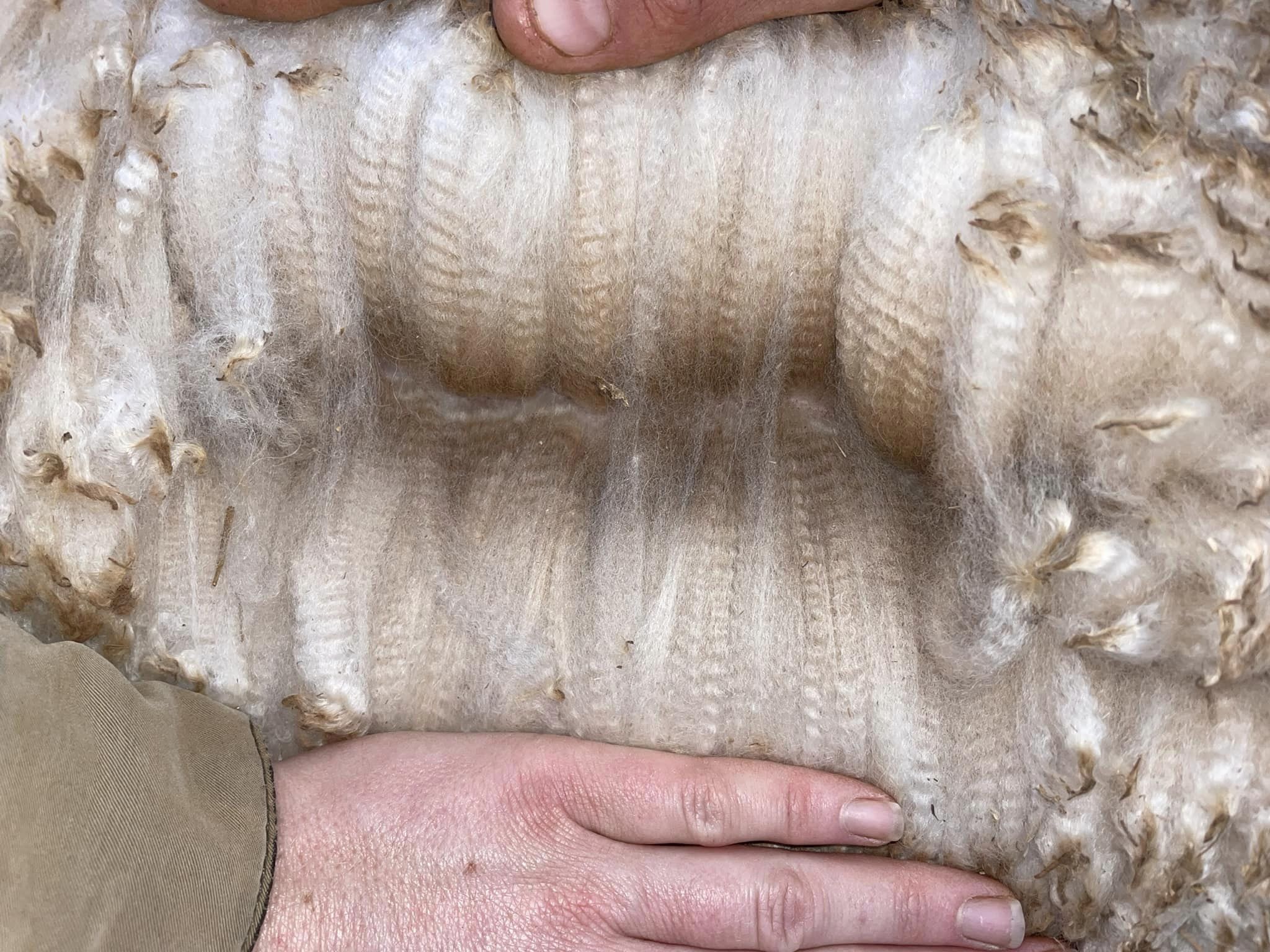 Photo of LOFTY RIDGE KAIA's fleece