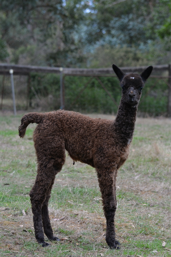 Photo of OTWAY ORCHARD PROTEA's fleece