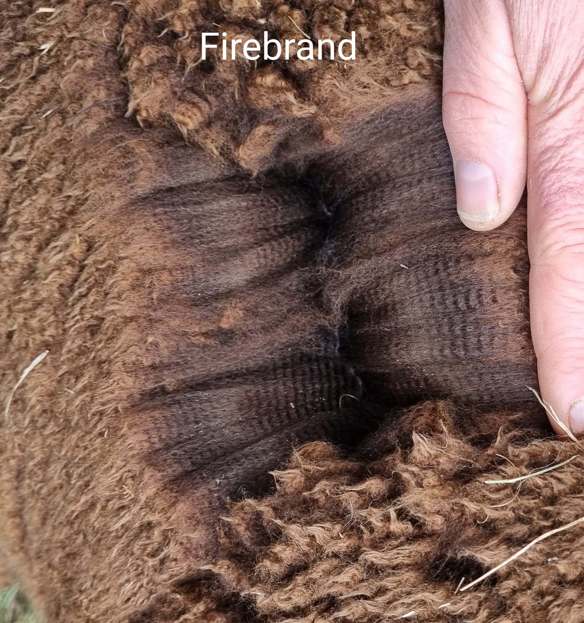 Photo of LUALTO FIREBRAND's fleece