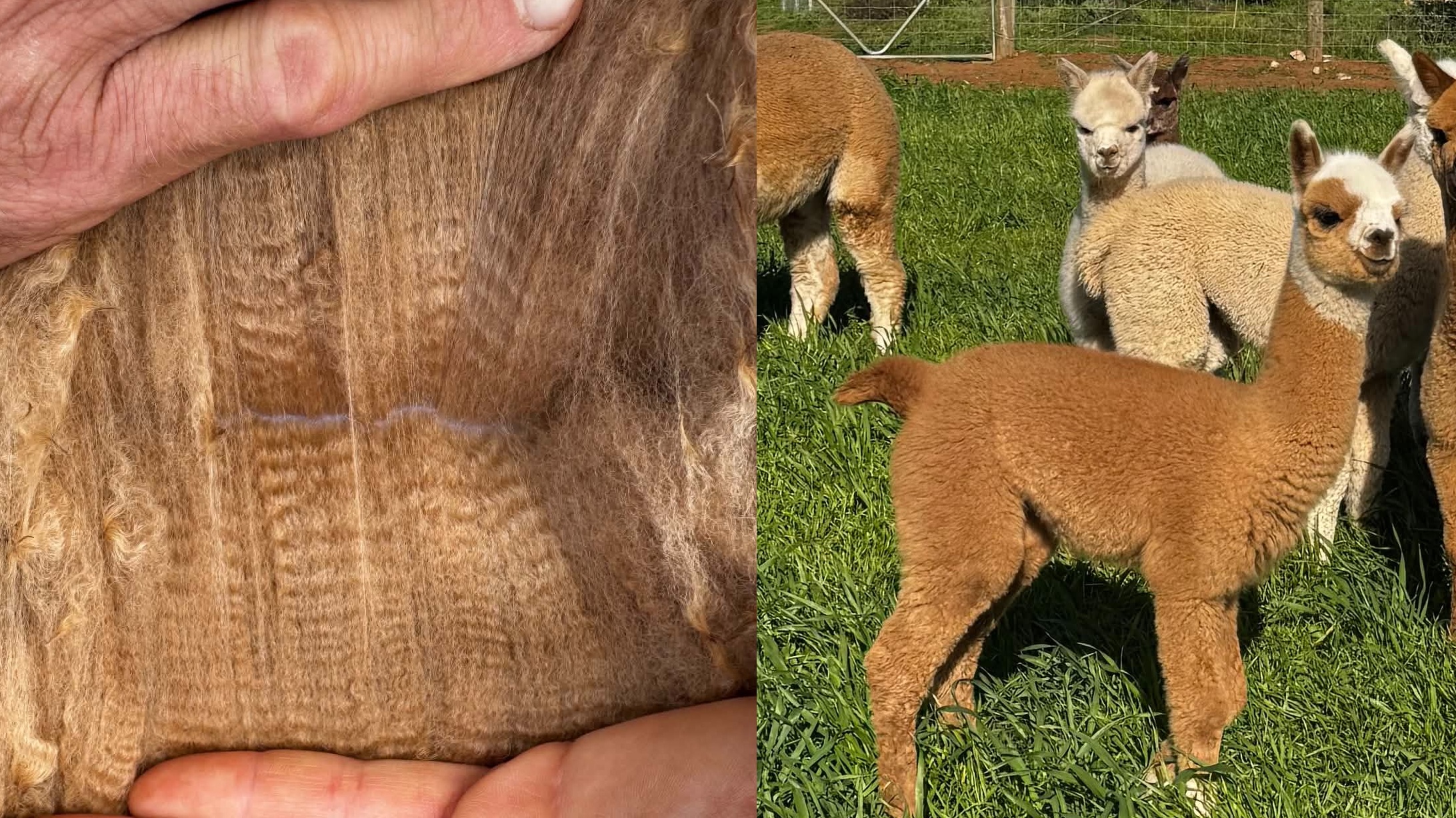 HUMMINGHILLS BRINDABELLA's fleece
