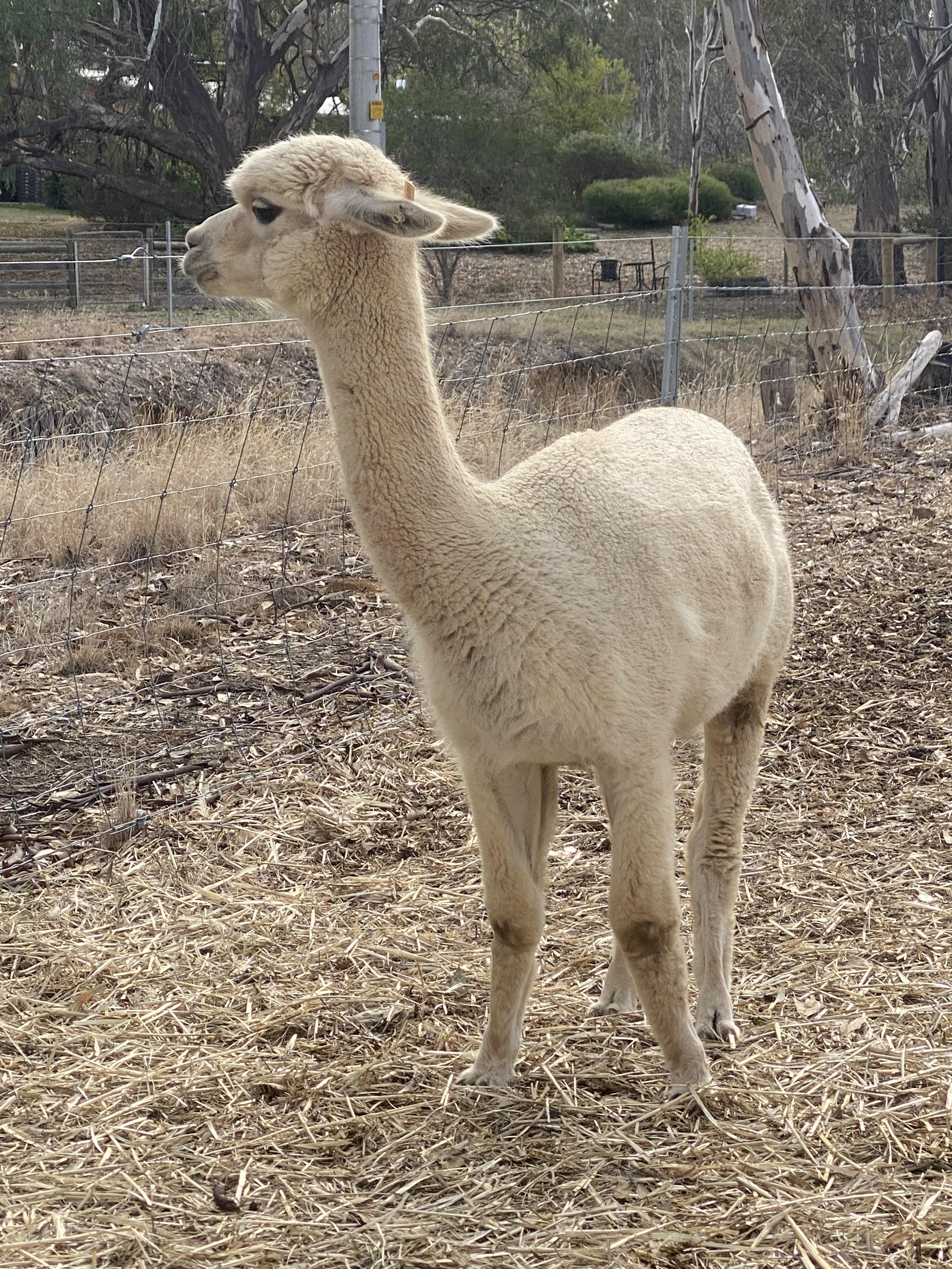 Photo of MALAKAI RENATA ET's fleece
