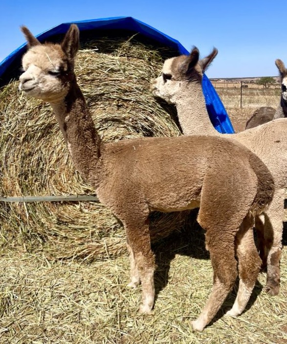 Photo of LOFTY RIDGE MBALI's fleece