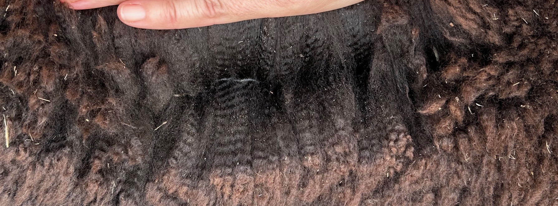 Photo of REDBANK RUMBLE's fleece