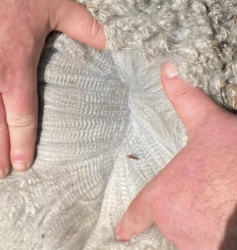 Photo of BARDELLA PARK SILVER ICE's fleece