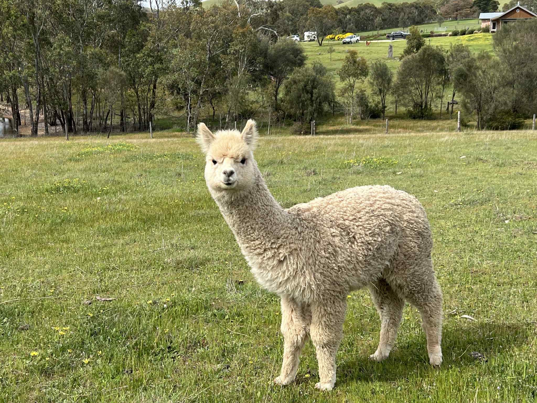 Photo of YENAMINUT LAURENCIA's fleece