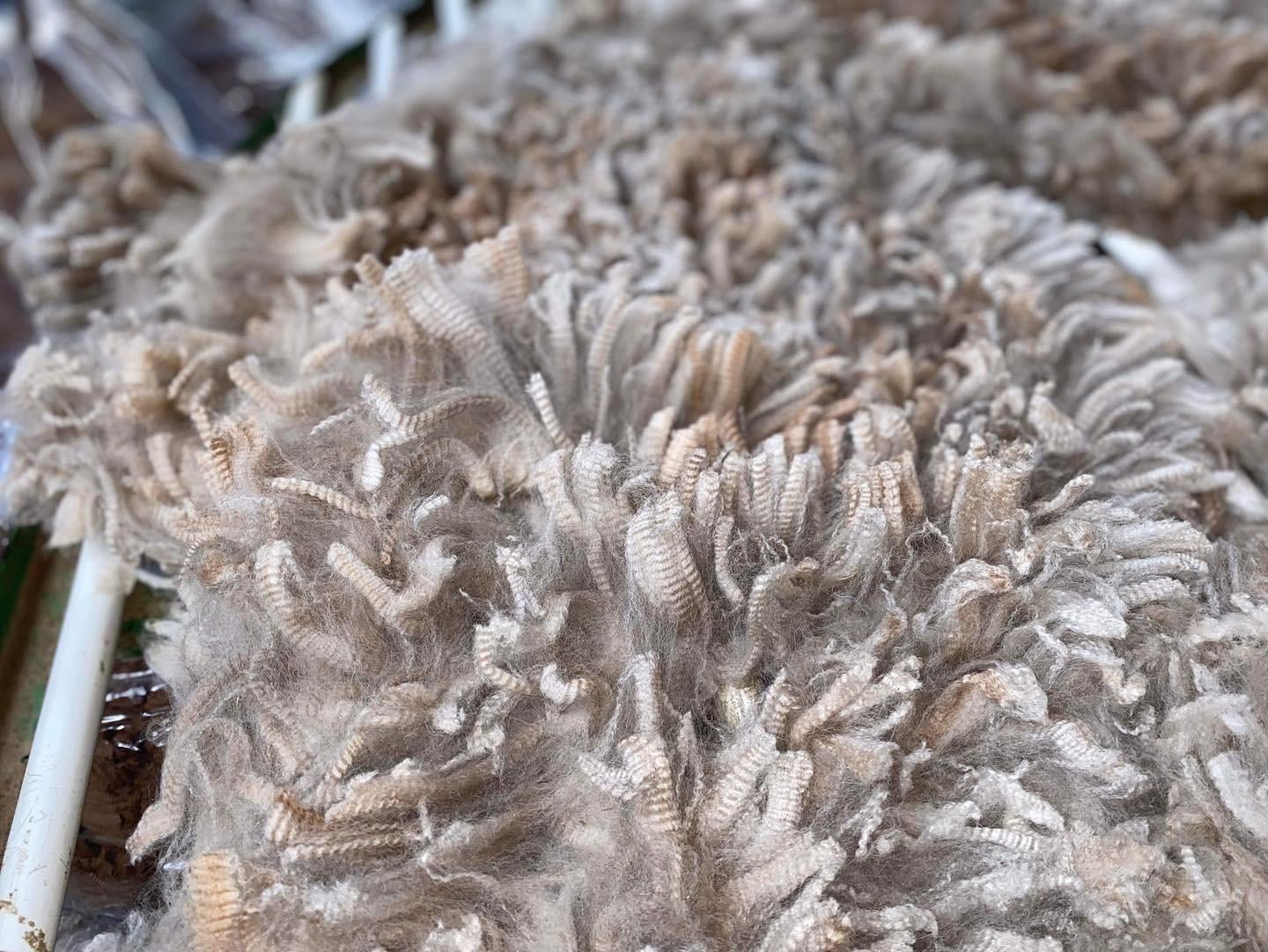 Photo of THERIDION EVA COUTURE's fleece