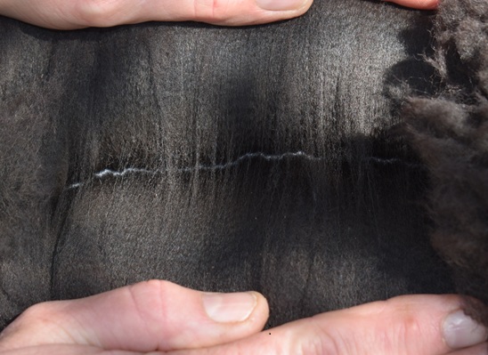 Photo of CAMBRIDGE SAFE HAVEN's fleece