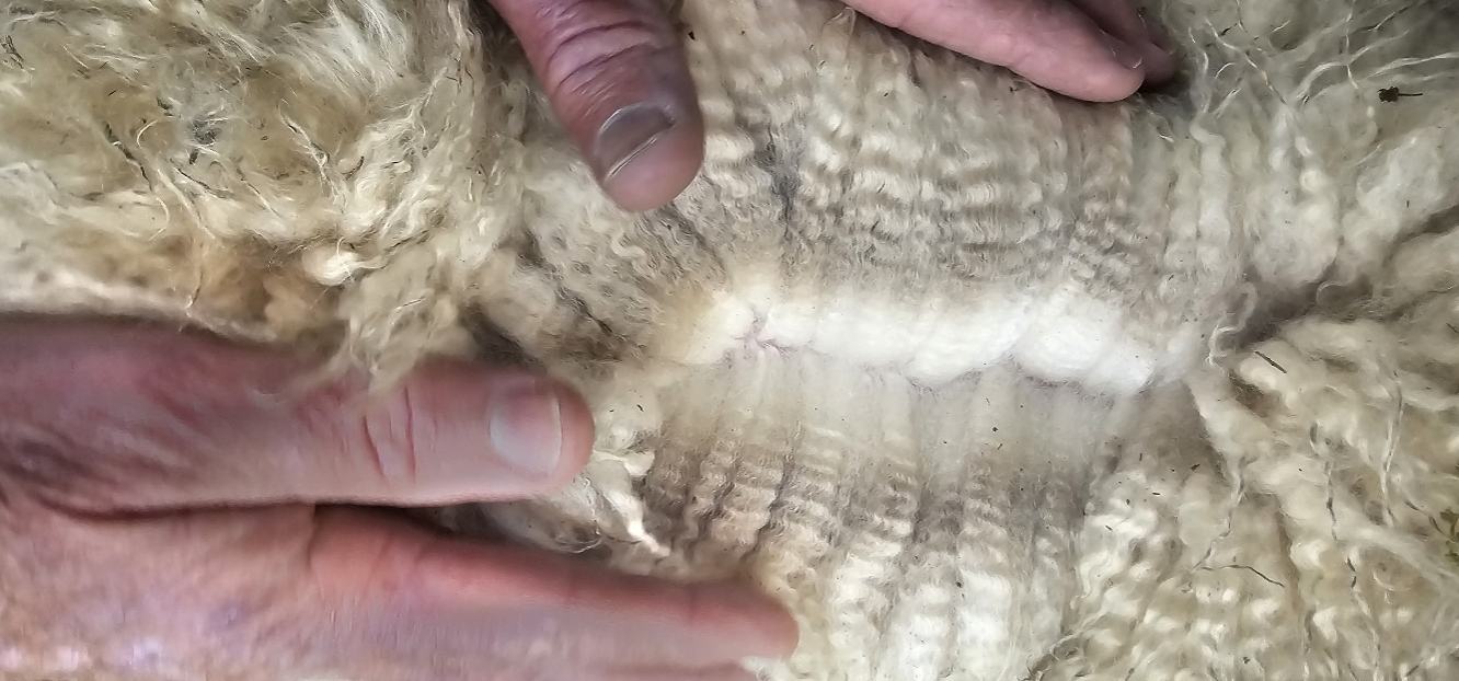 Photo of GRAND VIEW HILL CASPER's fleece