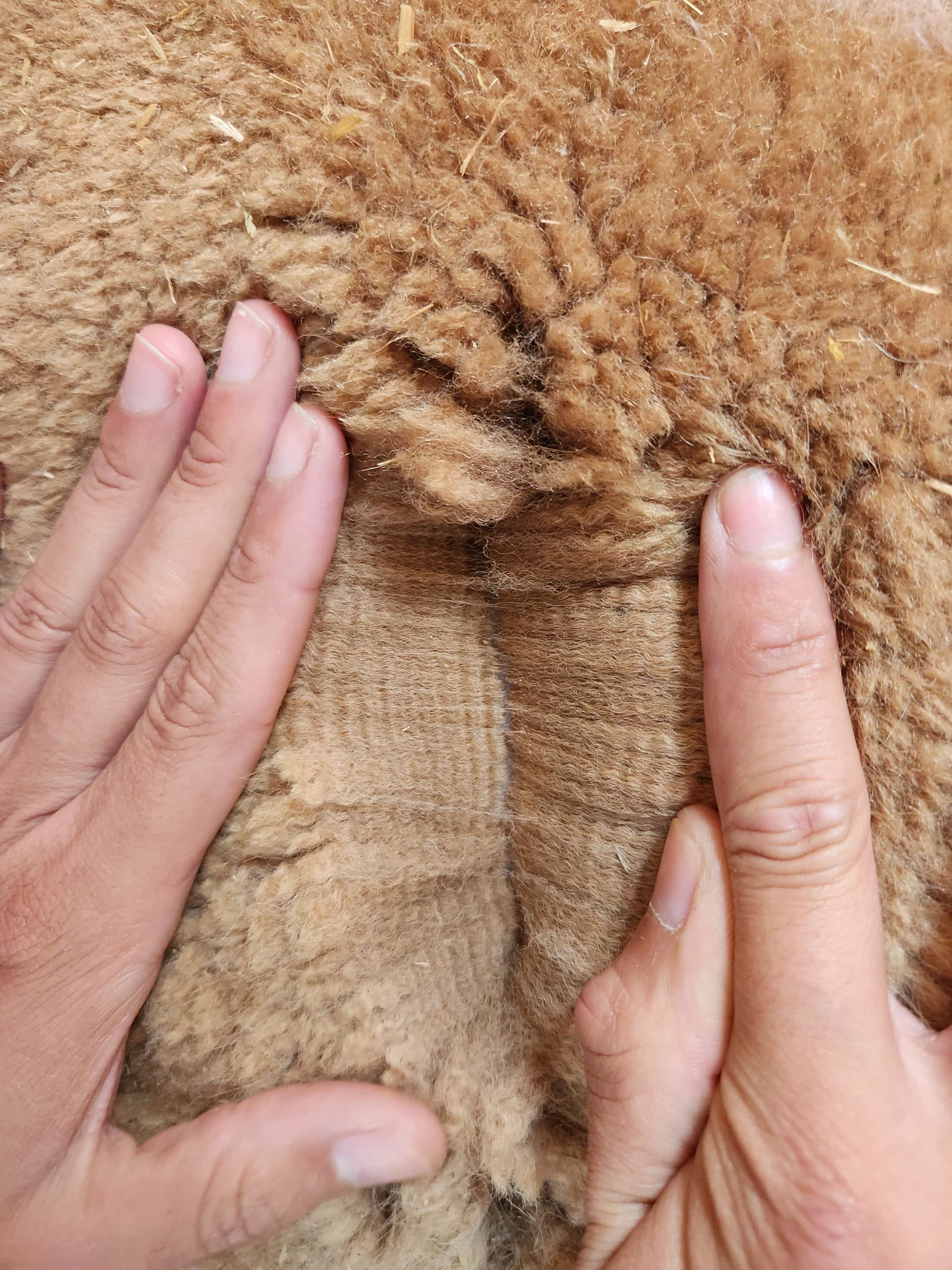 Photo of RIVERPORT LOLLIPOP's fleece