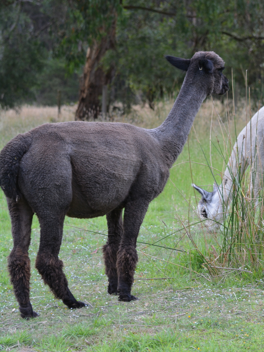 Photo of OTWAY ORCHARD GLITTER's fleece