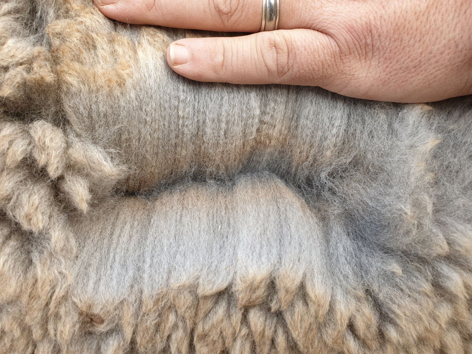 Photo of RAVENSWOOD AURORA's fleece
