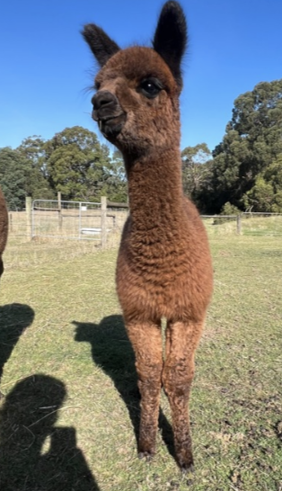 Photo of GRANJERO PARK FANTASIA's fleece