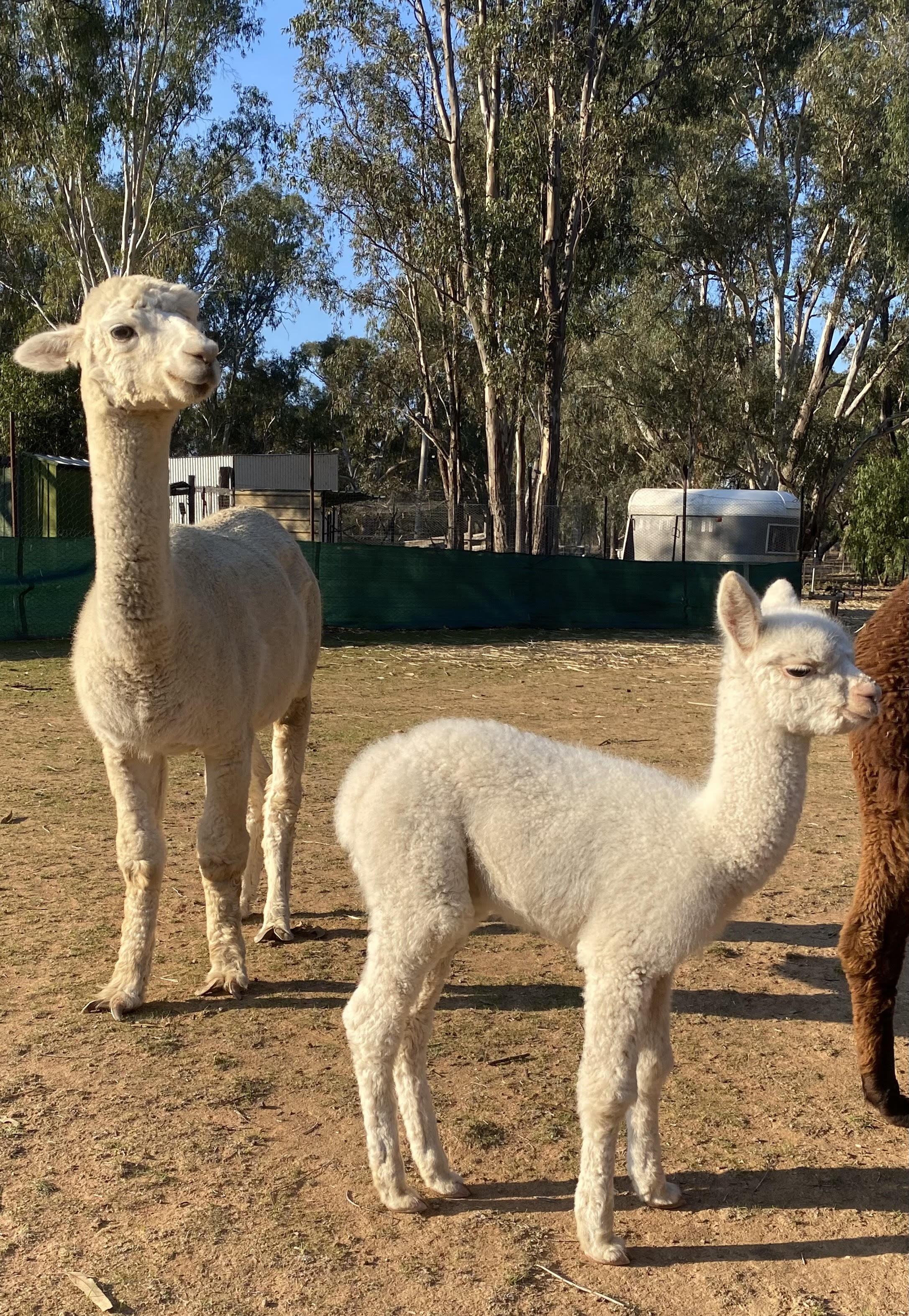Photo of ALPHA CENTAURI KLEO's fleece