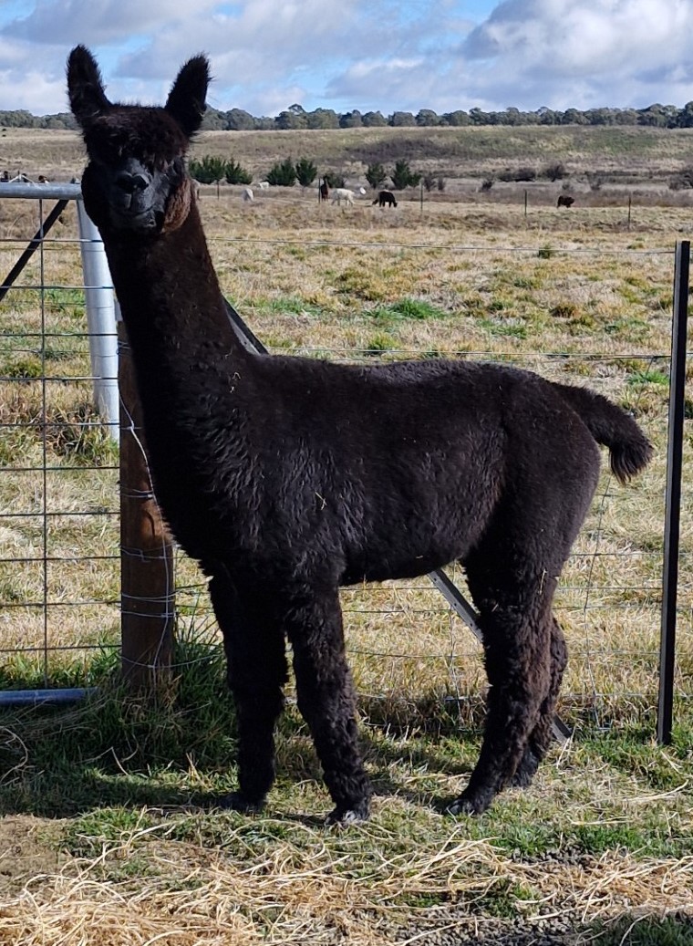 Photo of CANCHONES AVALON ET's fleece