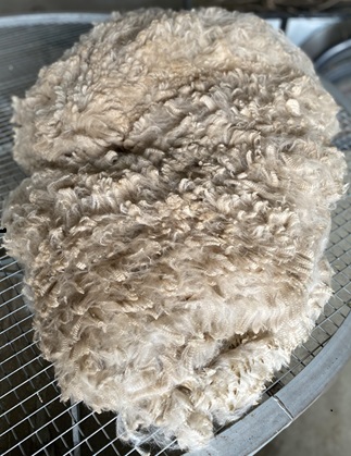 Photo of ROYAL VIEW KOZMOS's fleece