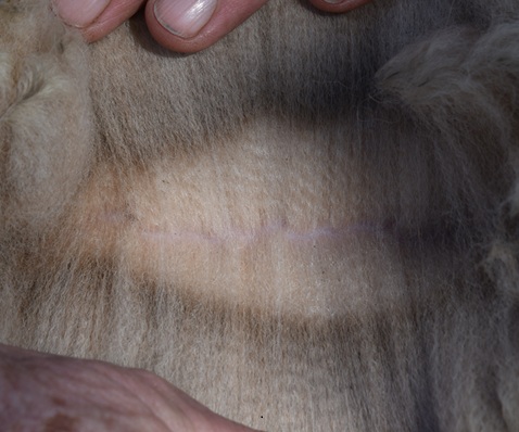 Photo of CANDLEBARK ERILYN's fleece