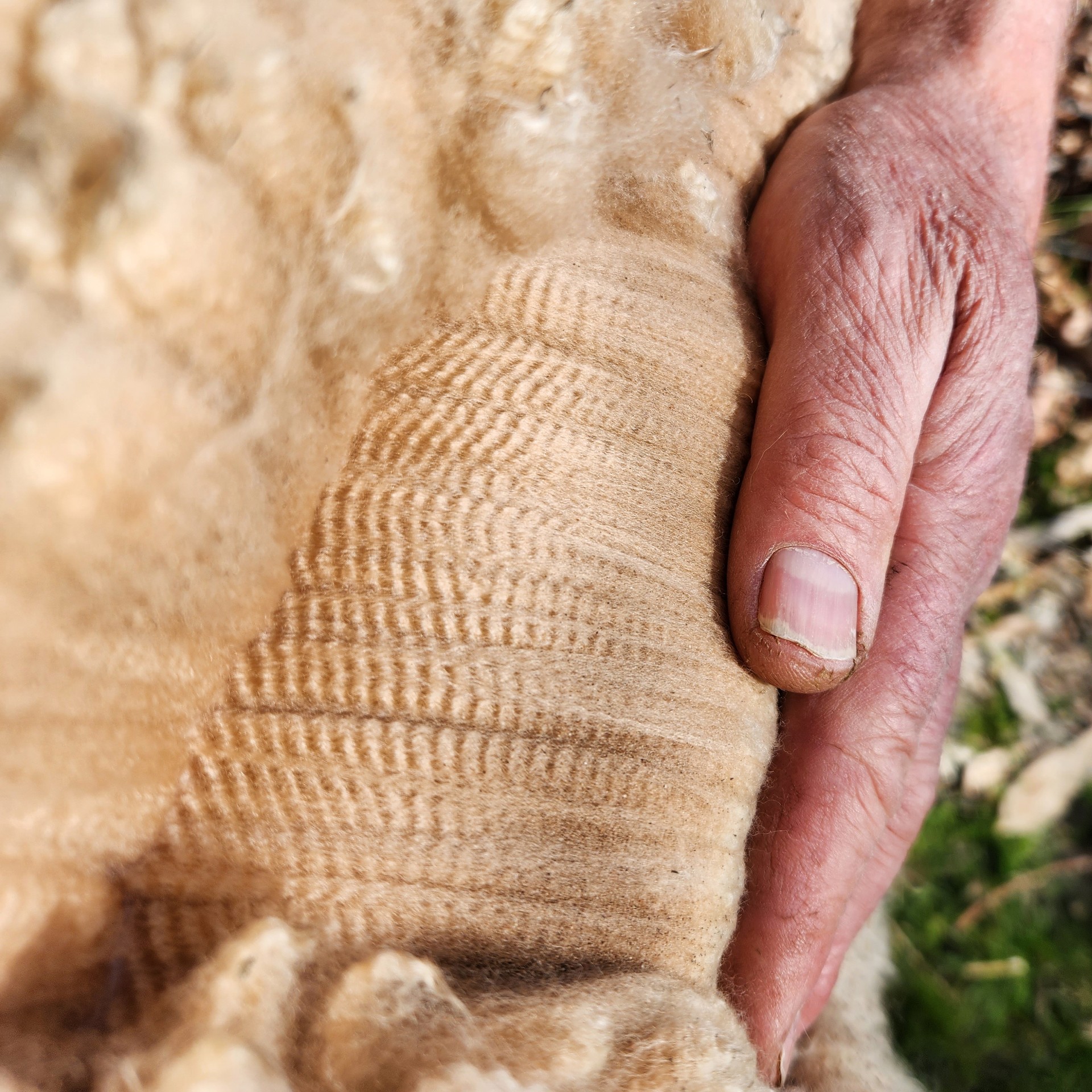 Photo of LUALTO KRUSADER's fleece