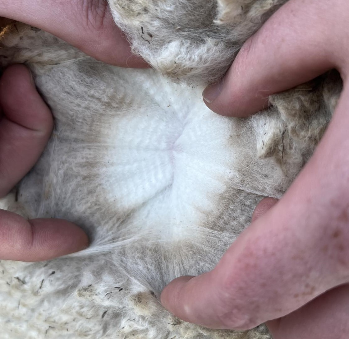Photo of THERIDION LACIE's fleece