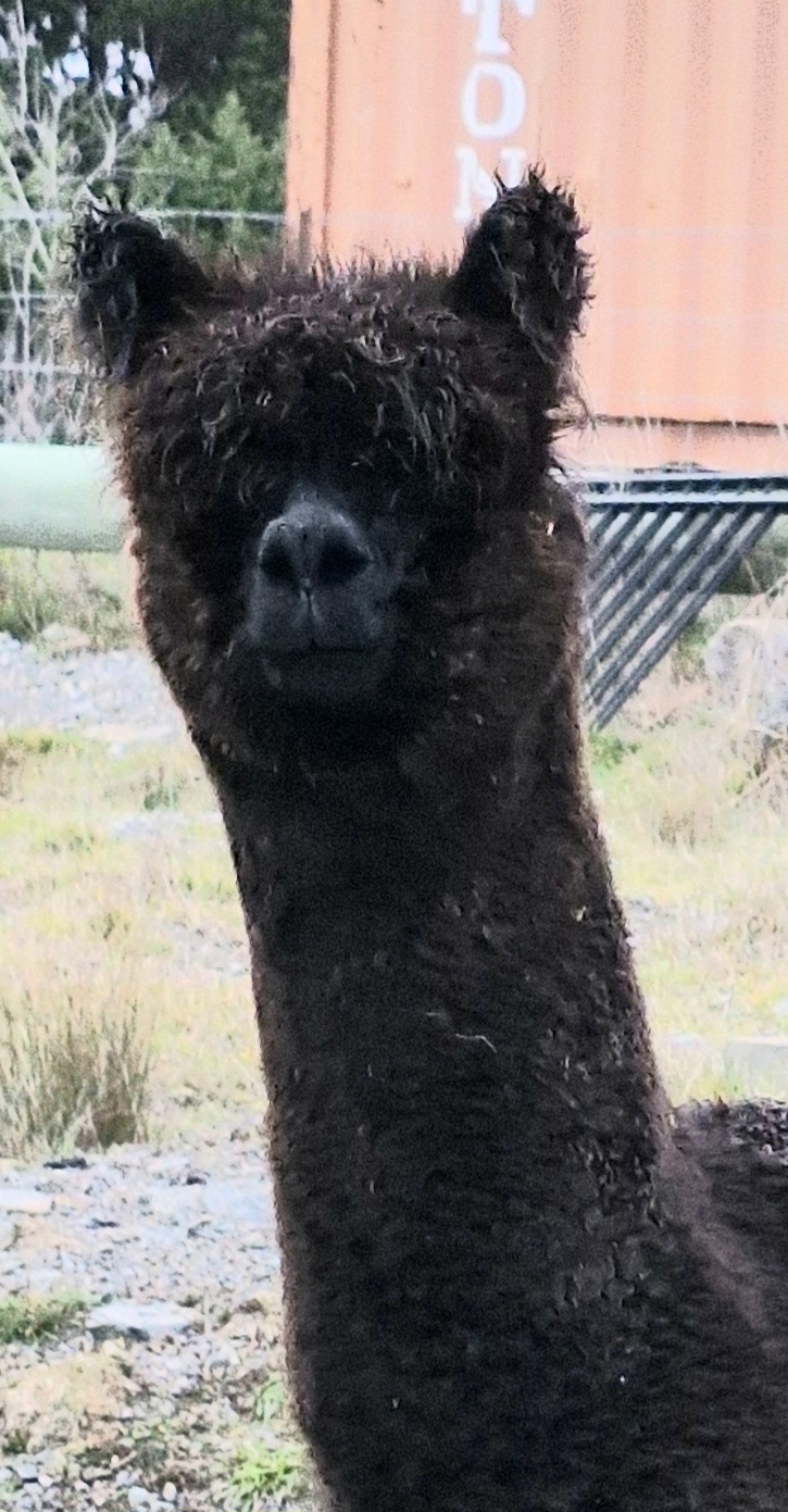 Photo of CHAPARRAL SIERRA ANDINA's fleece