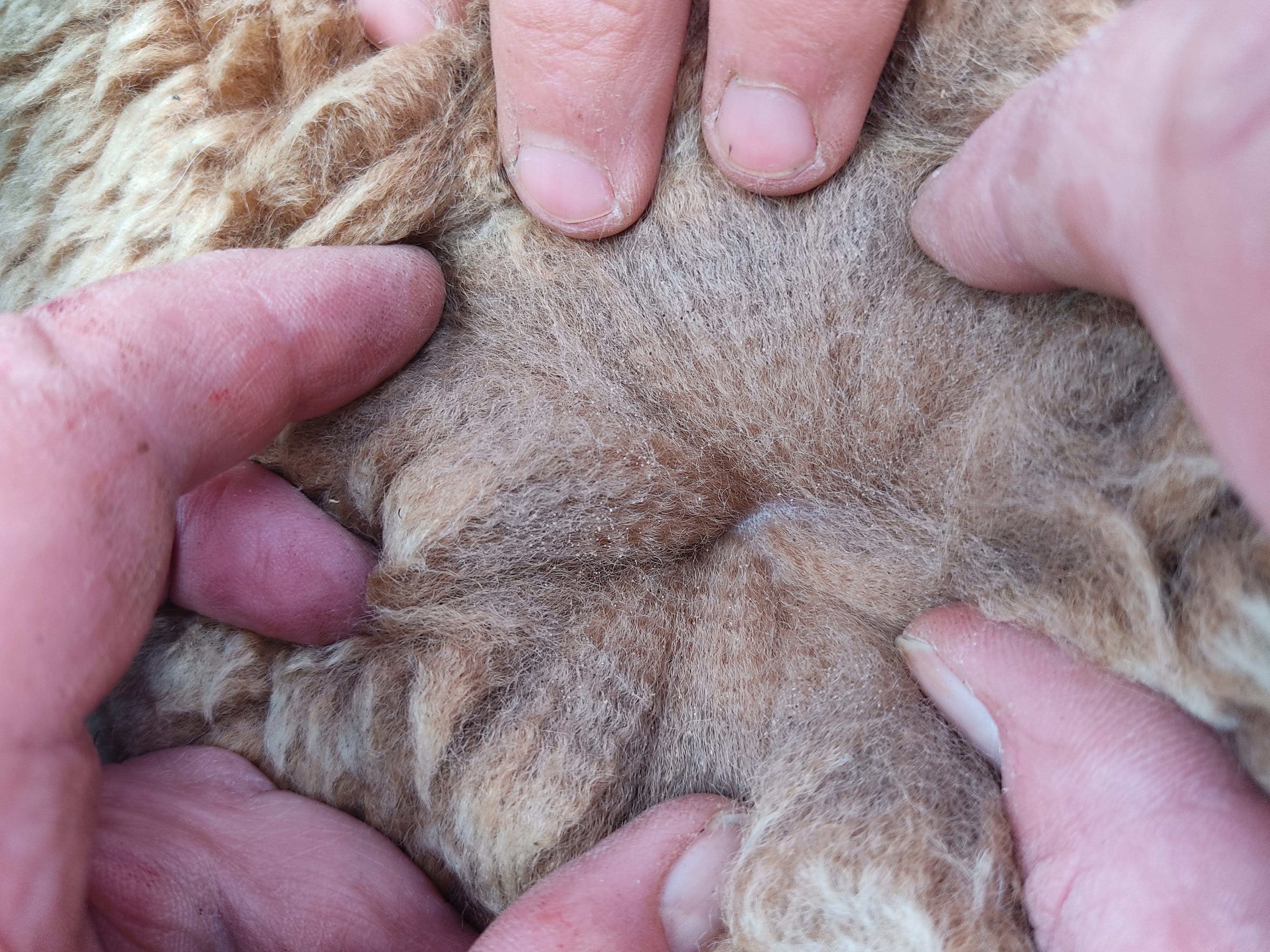 Photo of TEERALINNICK MOLLY's fleece