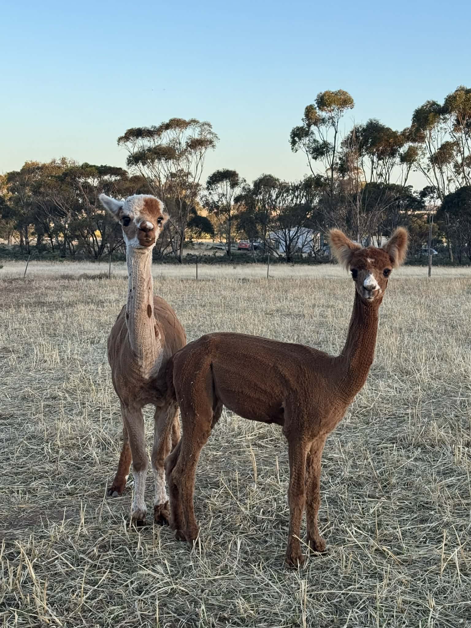 Photo of LOFTY RIDGE TAURI's fleece