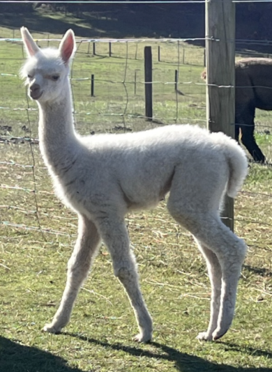 Photo of YENAMINUT PEARL PASSION's fleece