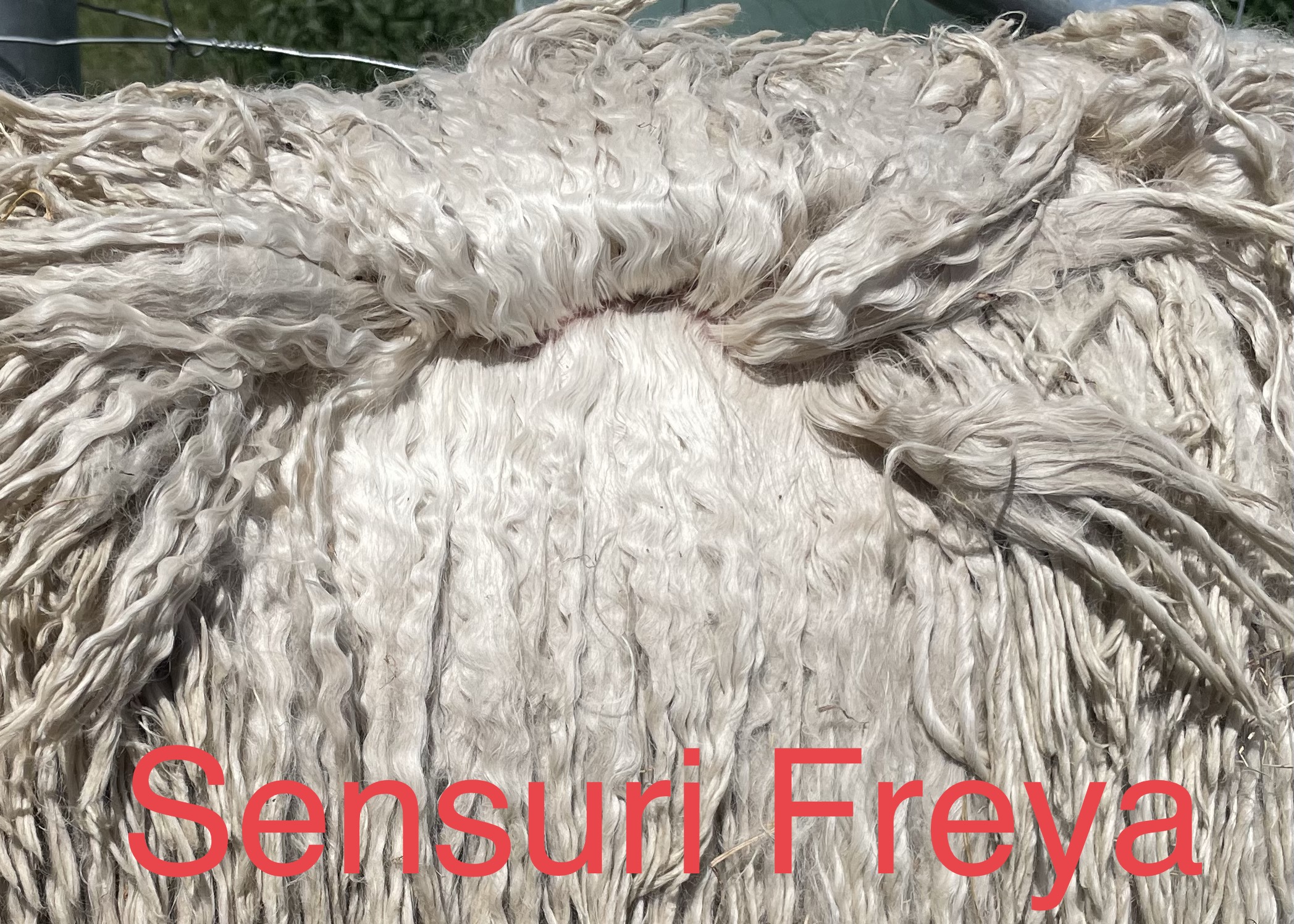 Photo of SENSURI FREYA's fleece