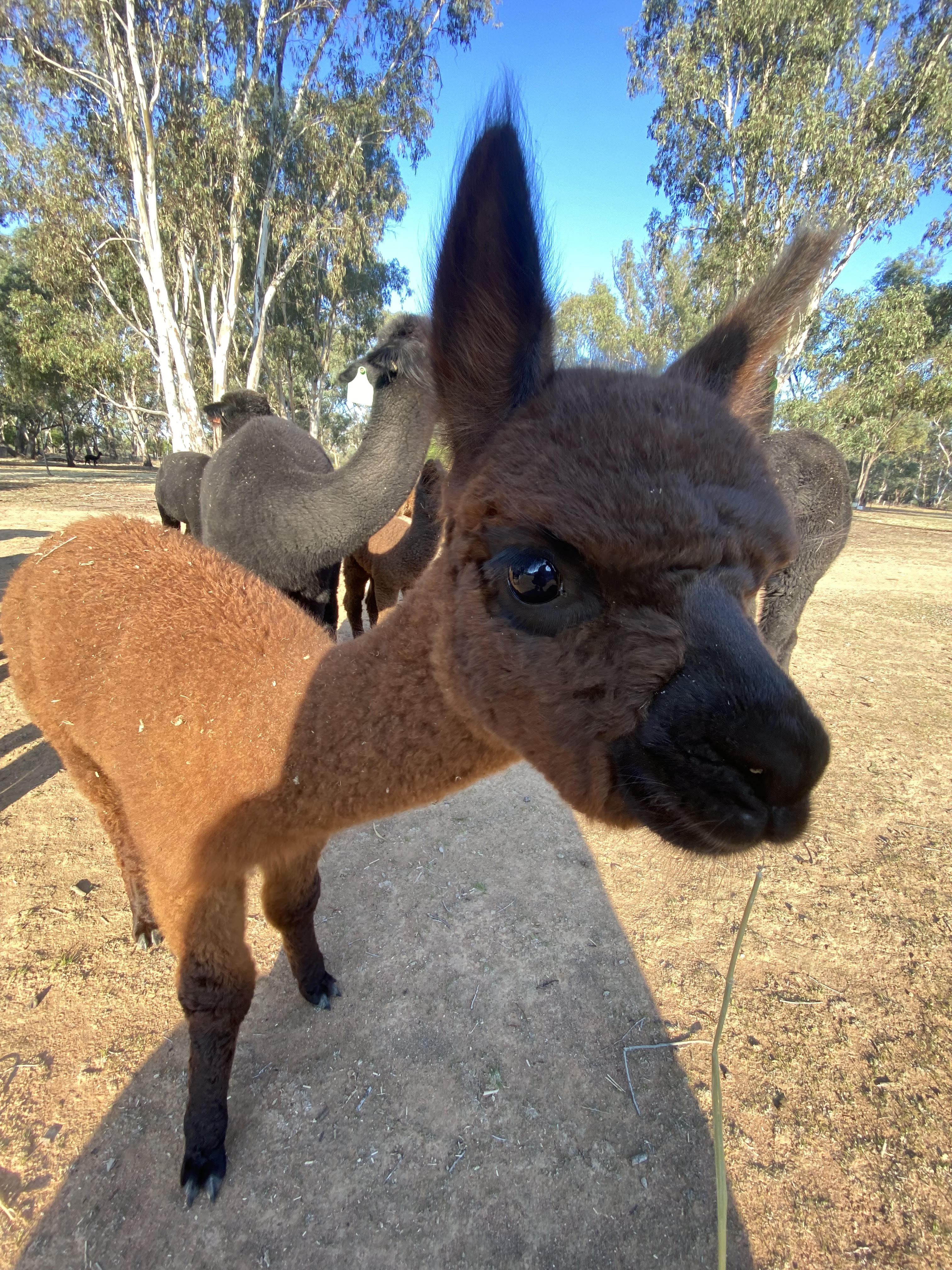 Photo of ONYX CALPURNIA's fleece