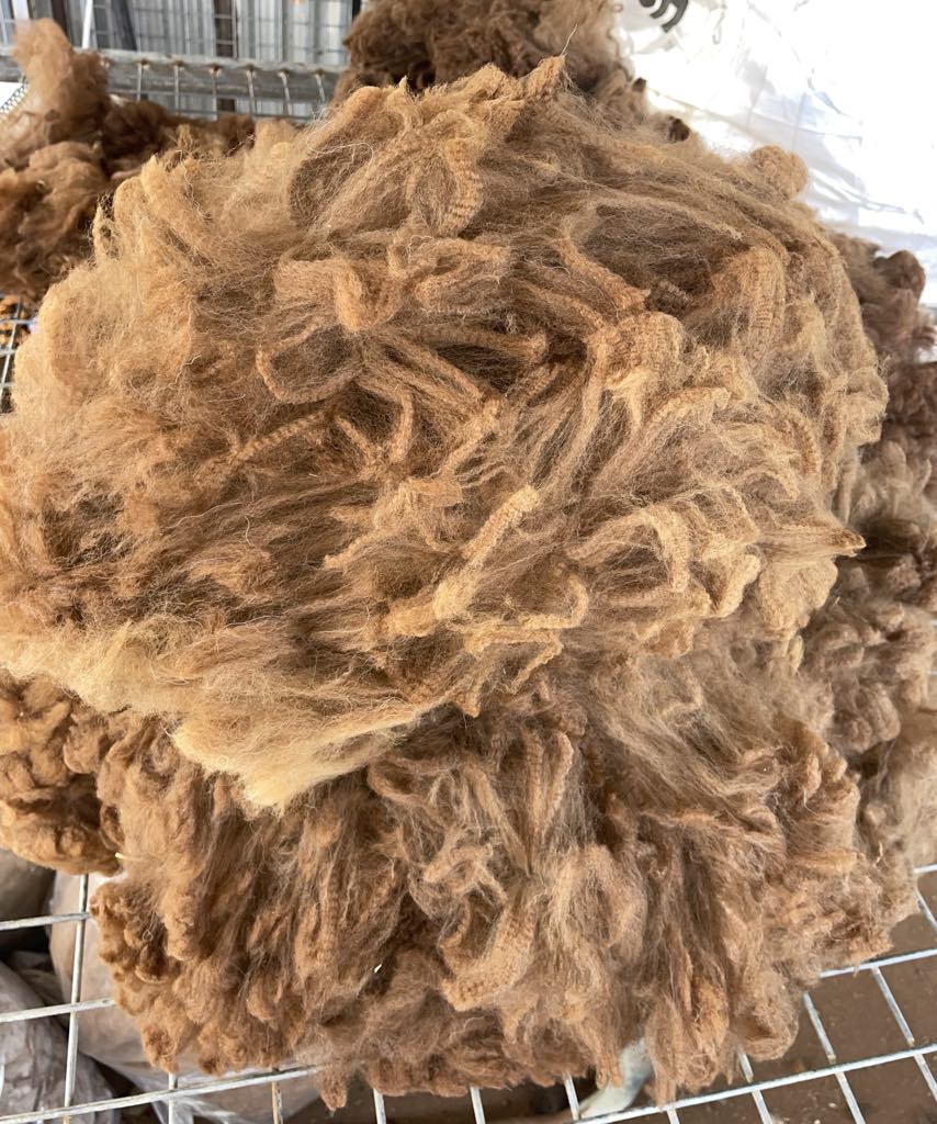 Photo of ARCADY QUANDARY's fleece