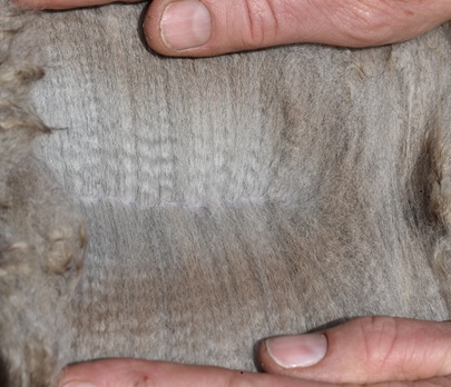 Photo of ROYAL VIEW AZTEC's fleece