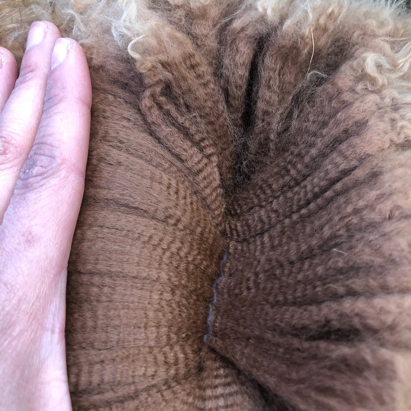 Photo of THERIDION KALEA's fleece