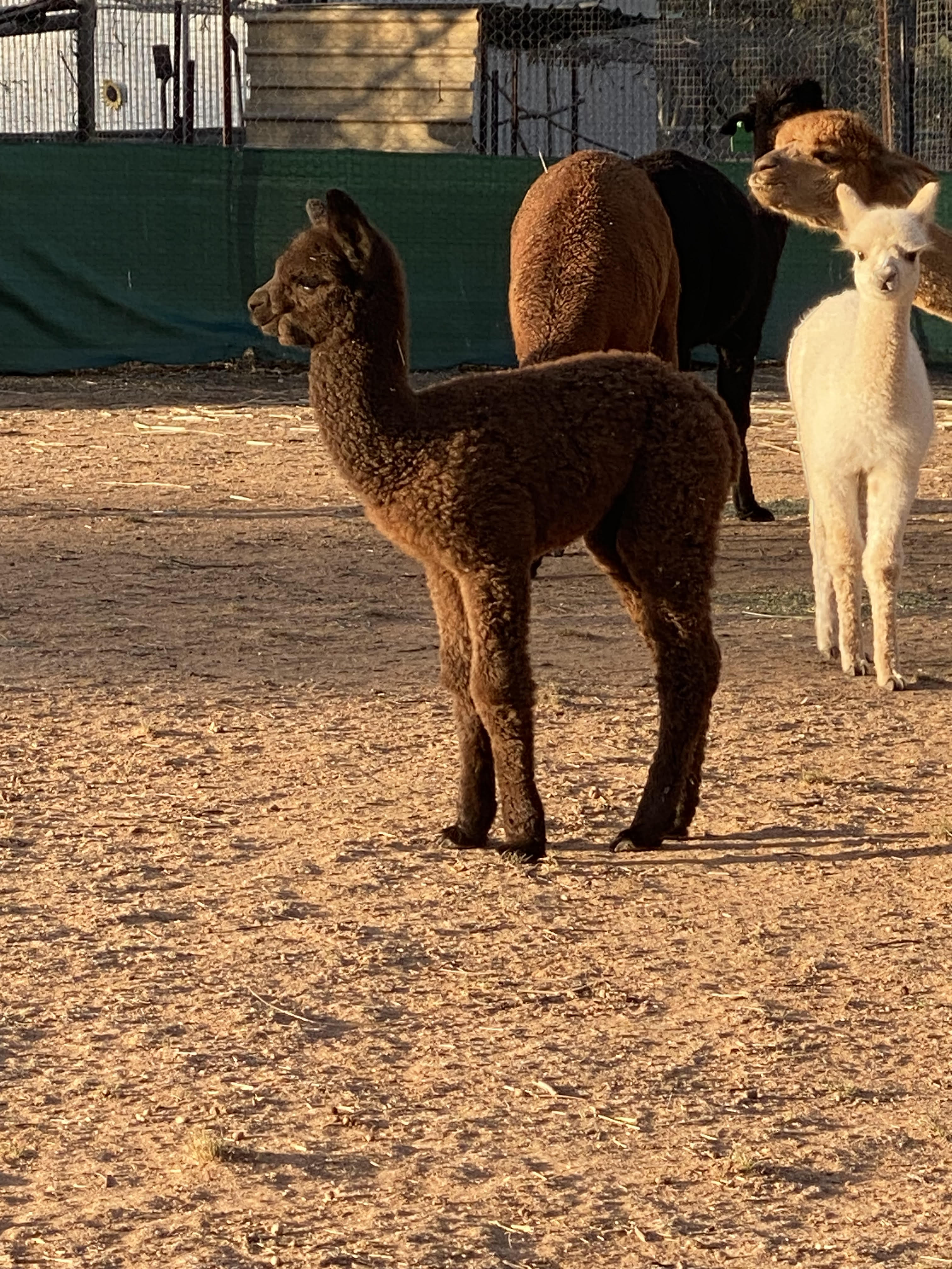 Photo of MALAKAI VANITY FAIR's fleece