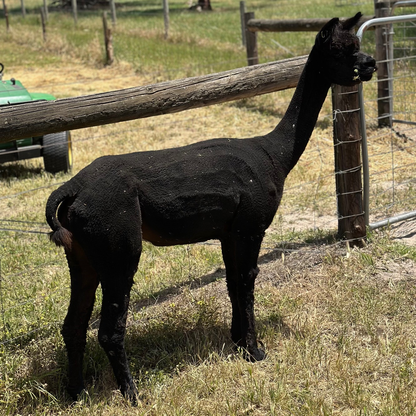 Photo of HAYLILLA CHERRY BOMB's fleece