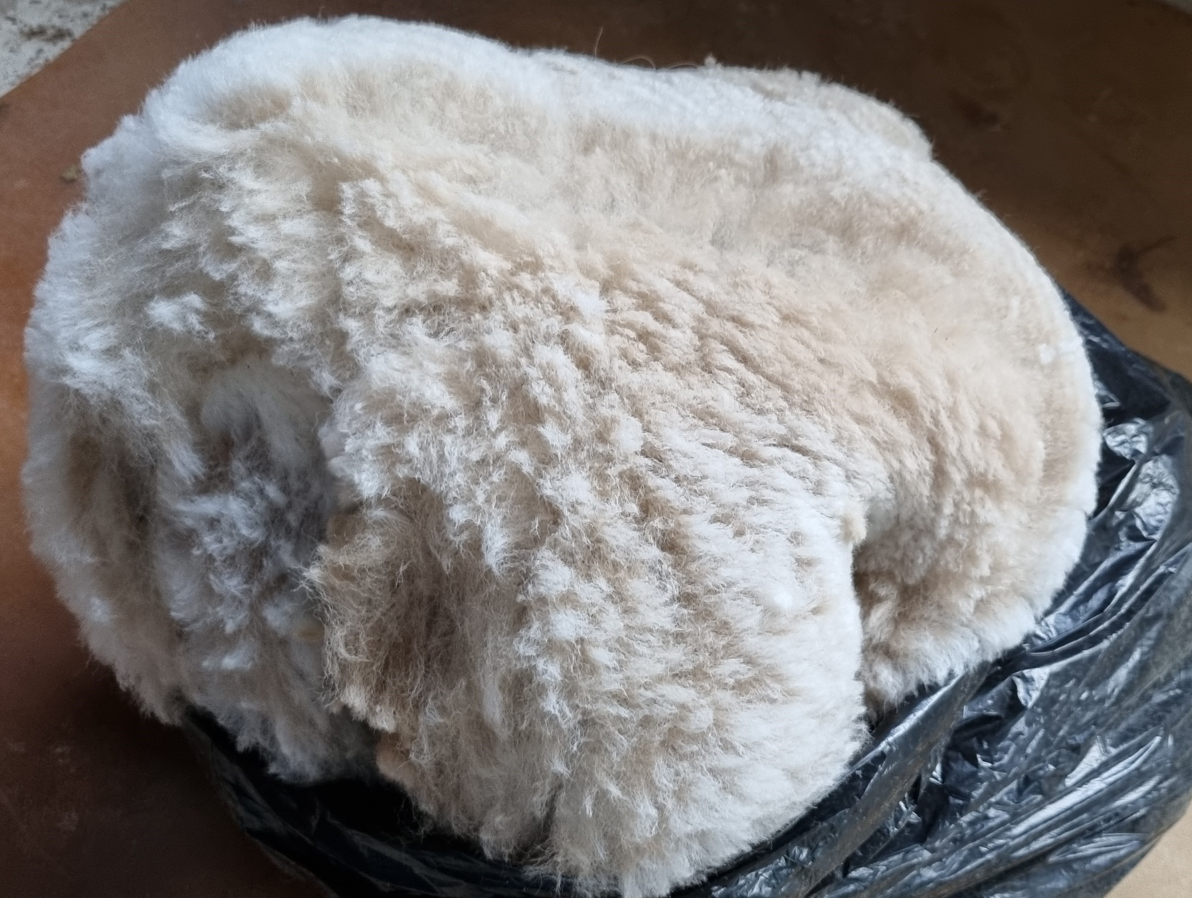 Photo of ROCKLEIGH GYPSIE's fleece