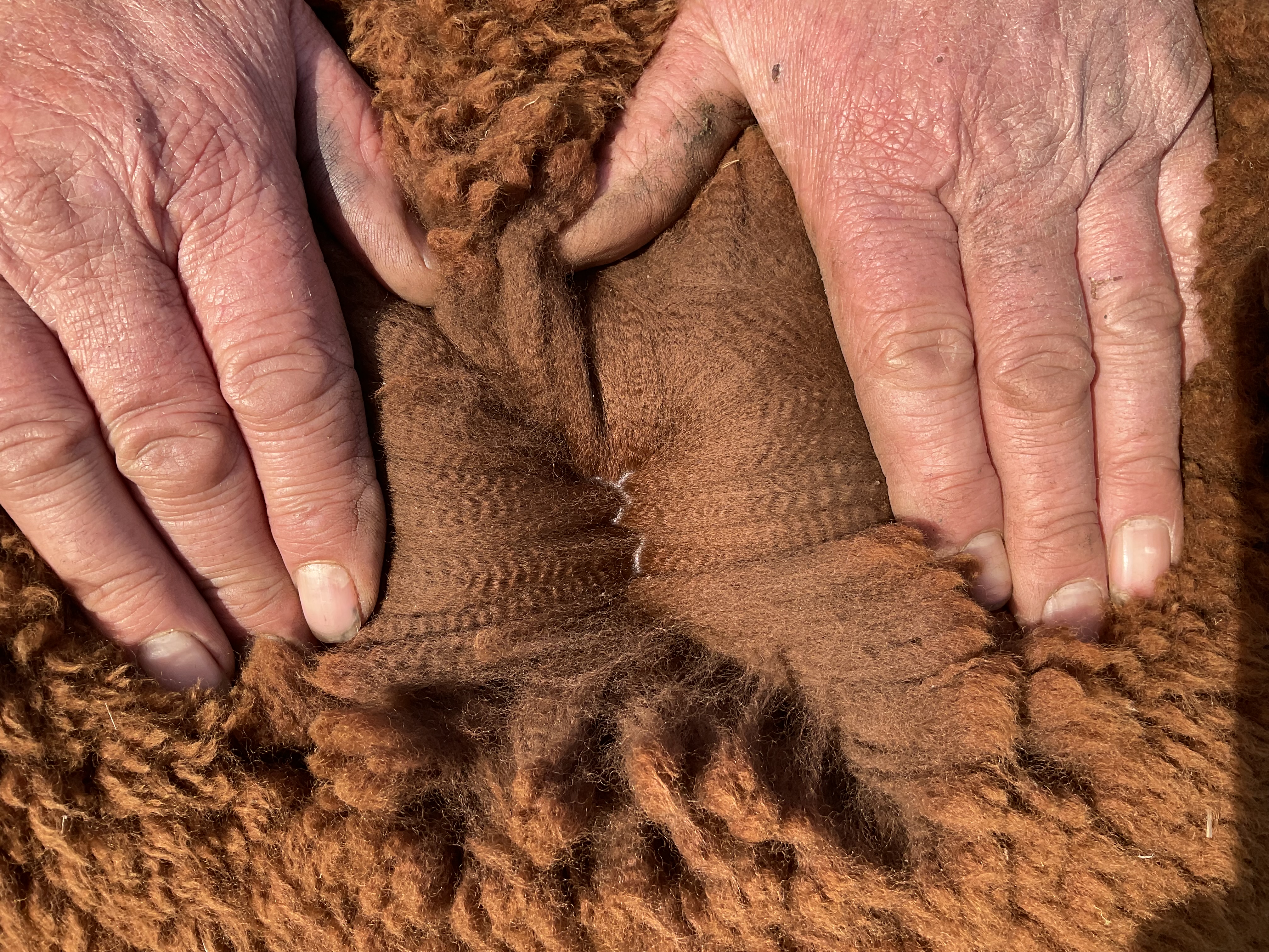 Photo of TOFFEEMONT PACARI's fleece