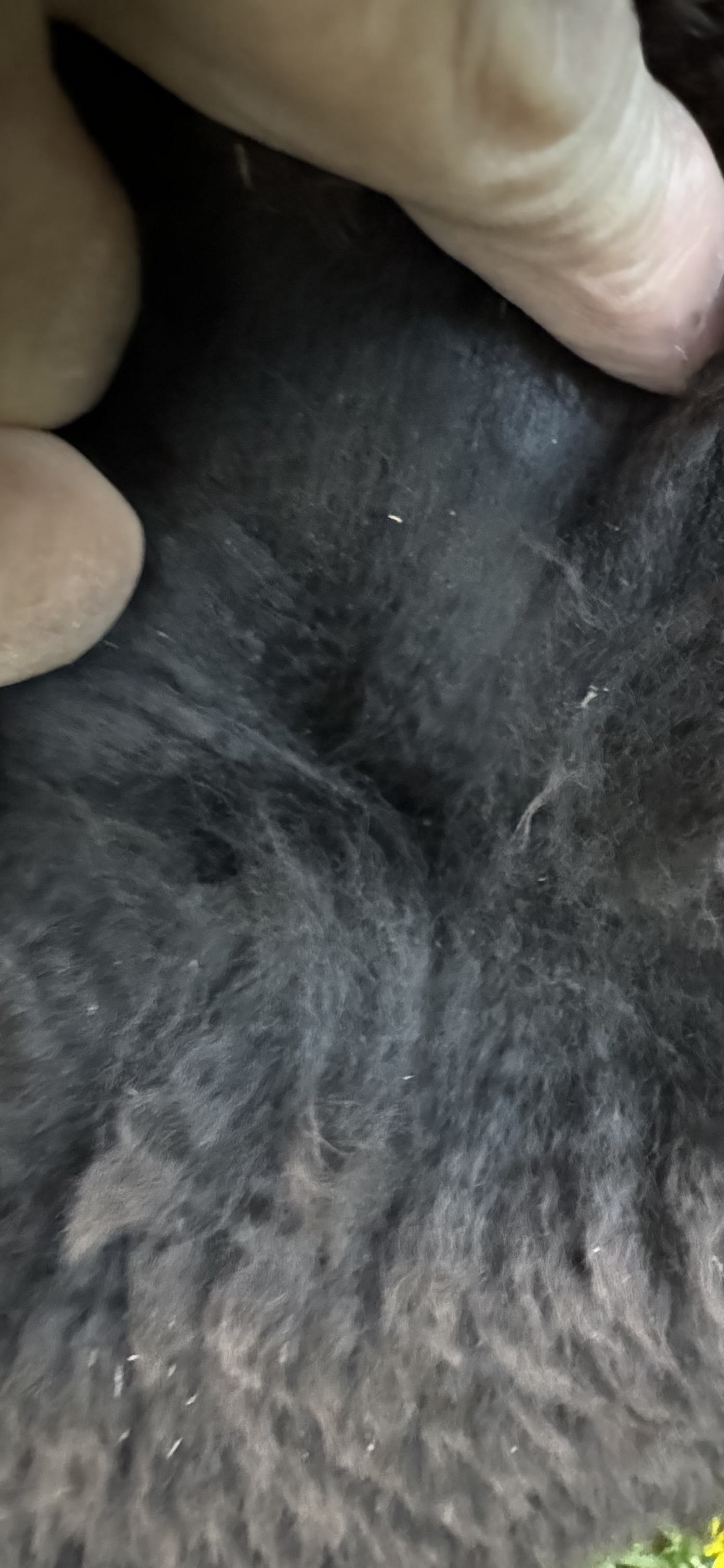 Photo of KIBWORTH PARK ASHER's fleece