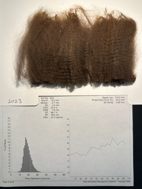 Photo of HAYLILLA DORA's fleece